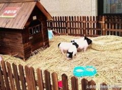  开展垃圾分类和回